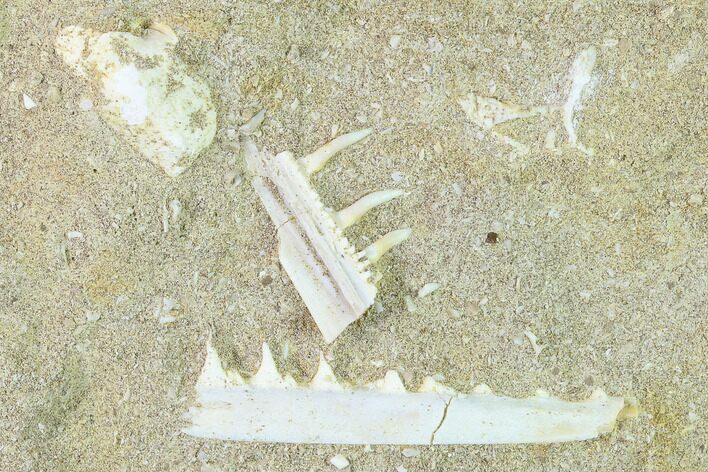 Enchodus Jaw Sections with Teeth - Cretaceous Fanged Fish #133860